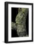 Theloderma Corticale (Tonkin Bug-Eyed Frog, Mossy Frog)-Paul Starosta-Framed Photographic Print