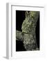 Theloderma Corticale (Tonkin Bug-Eyed Frog, Mossy Frog)-Paul Starosta-Framed Photographic Print