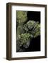 Theloderma Corticale (Tonkin Bug-Eyed Frog, Mossy Frog)-Paul Starosta-Framed Photographic Print