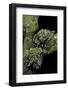 Theloderma Corticale (Tonkin Bug-Eyed Frog, Mossy Frog)-Paul Starosta-Framed Photographic Print