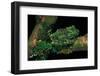 Theloderma Corticale (Tonkin Bug-Eyed Frog, Mossy Frog)-Paul Starosta-Framed Photographic Print