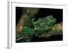 Theloderma Corticale (Tonkin Bug-Eyed Frog, Mossy Frog)-Paul Starosta-Framed Photographic Print