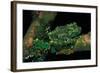 Theloderma Corticale (Tonkin Bug-Eyed Frog, Mossy Frog)-Paul Starosta-Framed Photographic Print