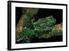 Theloderma Corticale (Tonkin Bug-Eyed Frog, Mossy Frog)-Paul Starosta-Framed Photographic Print