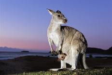 Eastern Gray Kangaroo-Theo Allofs-Photographic Print