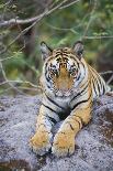India, Bandhavgarh National Park, Tiger Cub Lying on Rock-Theo Allofs-Photographic Print