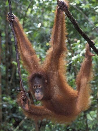 Juvenile Orangutan Swinging Between Branches in Tanjung National Park, Borneo