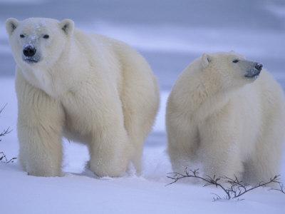 Polar Bear Mother and Cub in Churchill, Manitoba, Canada