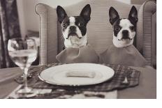 Boston Terriers Dining-Theo Westenberger-Art Print