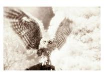 Owl Ascending-Theo Westenberger-Photographic Print