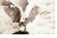 Owl Ascending-Theo Westenberger-Photographic Print