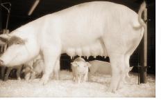Pig and Five Piglets-Theo Westenberger-Laminated Photographic Print
