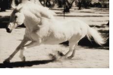 White Horse Black Nose-Theo Westenberger-Photographic Print
