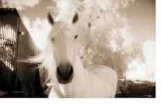 White Horse Black Nose-Theo Westenberger-Photographic Print