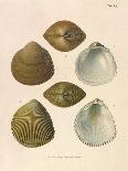 Japanese Cockles-Theodor Fischer-Giclee Print