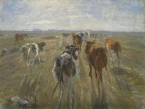 Long Shadows. Cattle on the Island of Saltholm. Ca. 1890-Theodor Philipsen-Giclee Print