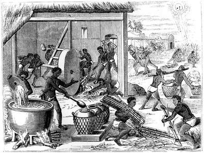 Sugar Production, 1873