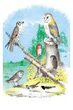 Short-Eared Owl and Screech Owl-Theodore Jasper-Art Print