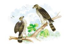Short-Eared Owl and Screech Owl-Theodore Jasper-Art Print