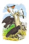 Caracara Eagle, Crow, and Kingfisher-Theodore Jasper-Art Print