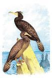 Townsend's Cormorant-Theodore Jasper-Art Print