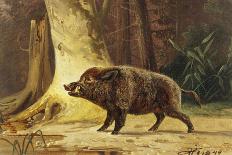 Study of a Fierce Boar in the Forest-Theodore Kiellerup-Mounted Giclee Print