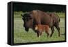 Theodore Roosevelt National Park, American Bison and Calf-Judith Zimmerman-Framed Stretched Canvas