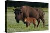 Theodore Roosevelt National Park, American Bison and Calf-Judith Zimmerman-Stretched Canvas