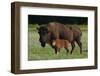 Theodore Roosevelt National Park, American Bison and Calf-Judith Zimmerman-Framed Photographic Print