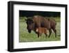 Theodore Roosevelt National Park, American Bison and Calf-Judith Zimmerman-Framed Photographic Print