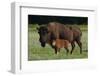 Theodore Roosevelt National Park, American Bison and Calf-Judith Zimmerman-Framed Photographic Print