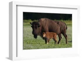 Theodore Roosevelt National Park, American Bison and Calf-Judith Zimmerman-Framed Photographic Print