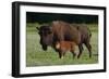 Theodore Roosevelt National Park, American Bison and Calf-Judith Zimmerman-Framed Photographic Print