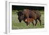 Theodore Roosevelt National Park, American Bison and Calf-Judith Zimmerman-Framed Photographic Print