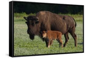 Theodore Roosevelt National Park, American Bison and Calf-Judith Zimmerman-Framed Stretched Canvas