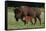 Theodore Roosevelt National Park, American Bison and Calf-Judith Zimmerman-Framed Stretched Canvas