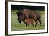 Theodore Roosevelt National Park, American Bison and Calf-Judith Zimmerman-Framed Photographic Print