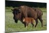 Theodore Roosevelt National Park, American Bison and Calf-Judith Zimmerman-Mounted Photographic Print