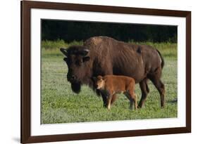 Theodore Roosevelt National Park, American Bison and Calf-Judith Zimmerman-Framed Photographic Print