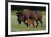 Theodore Roosevelt National Park, American Bison and Calf-Judith Zimmerman-Framed Photographic Print