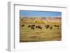 Theodore Roosevelt National Park, North Dakota, USA. American Bison calves.-Jolly Sienda-Framed Photographic Print