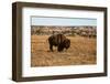 Theodore Roosevelt National Park, North Dakota, USA. Badlands bison.-Jolly Sienda-Framed Photographic Print