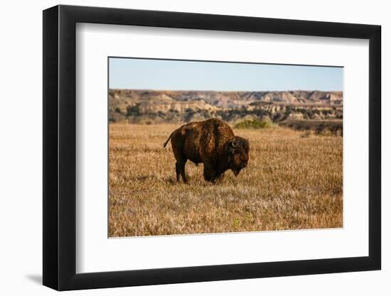 Theodore Roosevelt National Park, North Dakota, USA. Badlands bison.-Jolly Sienda-Framed Photographic Print