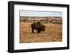 Theodore Roosevelt National Park, North Dakota, USA. Badlands bison.-Jolly Sienda-Framed Photographic Print