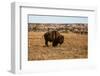 Theodore Roosevelt National Park, North Dakota, USA. Badlands bison.-Jolly Sienda-Framed Photographic Print