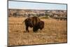 Theodore Roosevelt National Park, North Dakota, USA. Badlands bison.-Jolly Sienda-Mounted Photographic Print