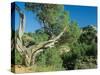 Theodore Roosevelt National Park-Gordon Semmens-Stretched Canvas