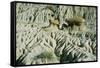 Theodore Roosevelt National Park-Gordon Semmens-Framed Stretched Canvas