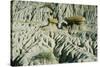 Theodore Roosevelt National Park-Gordon Semmens-Stretched Canvas