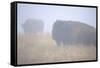 Theodore Roosevelt National Park-Gordon Semmens-Framed Stretched Canvas